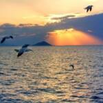 Seagulls flying over the Aegean Sea during a beautiful sunset with rays of sunlight breaking through the clouds.